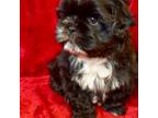 Shih Tzu Puppy for sale in Grovetown, GA, USA