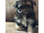 Maltese Puppy for sale in Maynardville, TN, USA