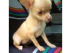 Chihuahua Puppy for sale in Springfield, MO, USA