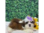 Shih Tzu Puppy for sale in Patterson, GA, USA
