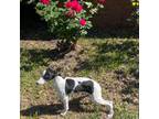 Whippet Puppy for sale in Wilmington, NC, USA