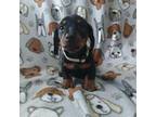 Dachshund Puppy for sale in Pleasant View, TN, USA
