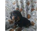 Dachshund Puppy for sale in Pleasant View, TN, USA