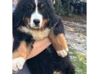 Bernese Mountain Dog Puppy for sale in Dunnellon, FL, USA