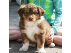 Australian Shepherd Puppy for sale in Coleman, MI, USA