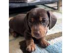 Dachshund Puppy for sale in Denver, CO, USA
