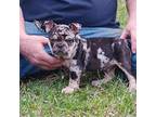 French Bulldog Puppy for sale in Lexington, VA, USA