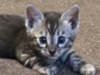 Beautiful Silver Charcoal Bengal Kitten