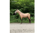 3 Year Old Buckskin Trail Horse