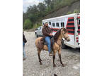3 Year Old Buckskin Trail Horse