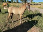 Gorgeous Silver Grulla Yeating Filly