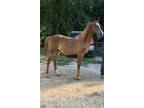 Flashy Sweet 2 Year Old Gelding