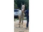 Sweet Well Bred 2 Yr Old Silver Grulla Filly