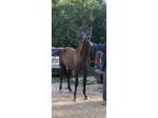 Beautiful Smokey Black 2 Year Old Filly