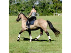 Flashy beginner safe grulla Friesian cross gelding