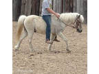 Sweetest Pony Gelding