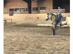 Nice Buckskin Gelding