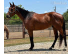 Nice AQHA Gelding