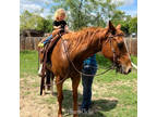 Gentle Gelding for the Family