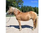 Sweet haflinger mare