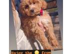 Cavapoo Puppy for sale in Madison, WI, USA