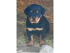 AKC Registered Rottweiler Puppies!!