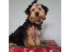 Yorkshire Terrier Puppy for sale in Tucson, AZ, USA