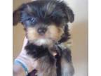 Yorkshire Terrier Puppy for sale in Oak Brook, IL, USA