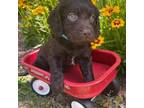 Boykin Spaniel Puppy for sale in Ocilla, GA, USA