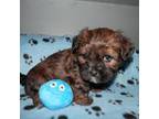 Shorkie Tzu Puppy for sale in Grundy Center, IA, USA