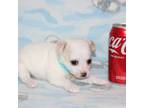 Chihuahua Puppy for sale in Sabillasville, MD, USA