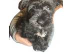 Schnauzer (Miniature) Puppy for sale in Wilmington, CA, USA