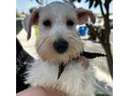 Schnauzer (Miniature) Puppy for sale in Wilmington, CA, USA