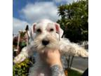 Schnauzer (Miniature) Puppy for sale in Wilmington, CA, USA