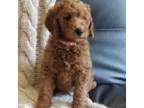 Goldendoodle Puppy for sale in Skamokawa, WA, USA