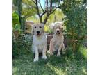 Golden Retriever Puppy for sale in Tucson, AZ, USA