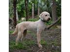 Labradoodle Puppy for sale in Port Orange, FL, USA