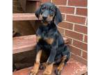 Doberman Pinscher Puppy for sale in Austinville, VA, USA