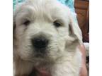 Golden Retriever Puppy for sale in Farmington, NM, USA