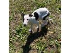 Whippet Puppy for sale in Wilmington, NC, USA