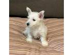 West Highland White Terrier Puppy for sale in Glenwood, AR, USA