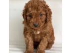 Goldendoodle Puppy for sale in Denver, PA, USA