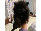 Pomeranian Puppy for sale in Moss Point, MS, USA