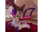 Pembroke Welsh Corgi Puppy for sale in Hunnewell, MO, USA