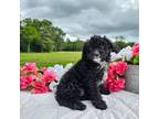 Aussiedoodle Puppy for sale in College Station, TX, USA