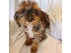 Mutt Puppy for sale in Sheboygan, WI, USA