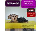 Yorkshire Terrier Puppy for sale in Tucson, AZ, USA