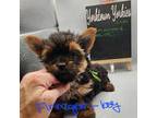 Yorkshire Terrier Puppy for sale in Belleville, IL, USA