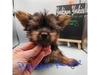 Yorkshire Terrier Puppy for sale in Belleville, IL, USA