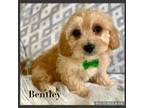 Cavachon Puppy for sale in Millersburg, OH, USA